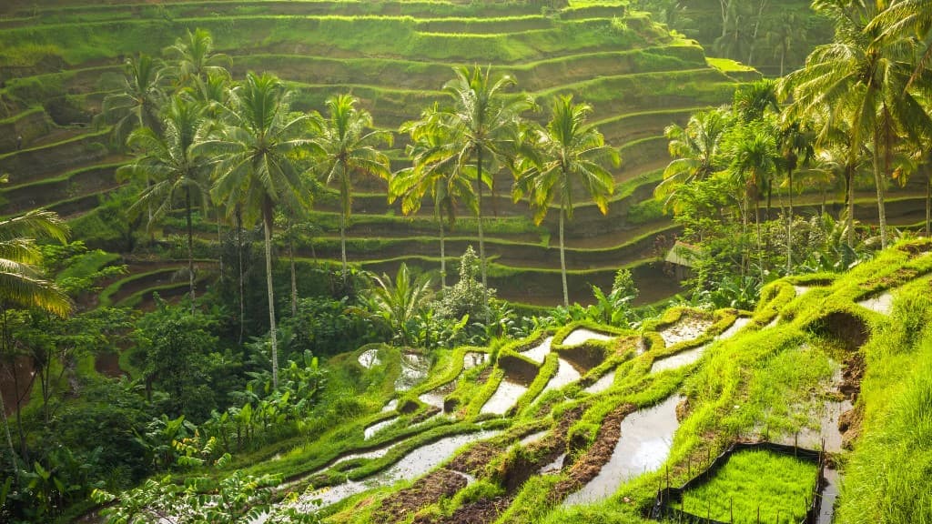 Lush green Tegalalang rice terraces with palm trees on the Kintamani Highlands route